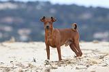 PINSCHER NAIN 014